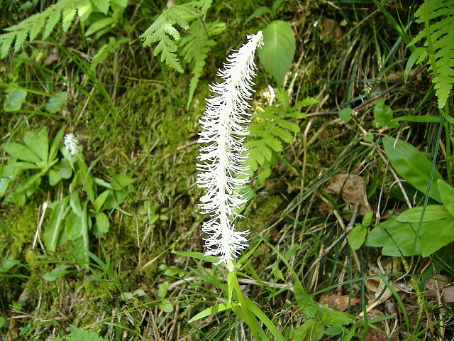 福井県の花