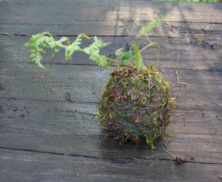 シダとカエデとつるりんどうの苔玉