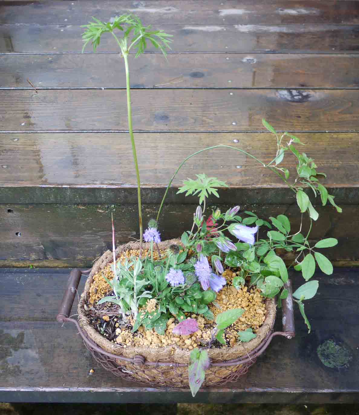 山野草寄せ植え