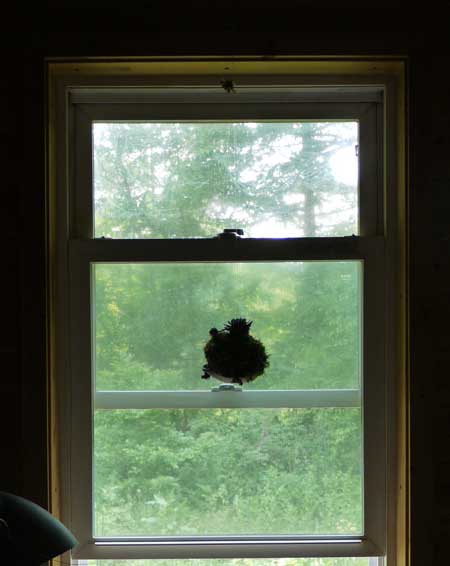 窓辺で揺れる苔玉