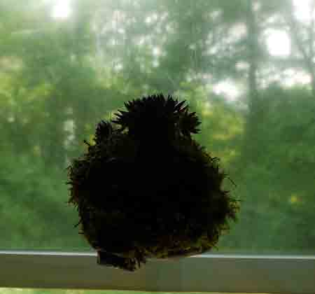 窓辺で揺れる苔玉
