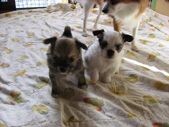 わんこ4