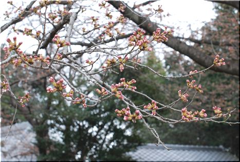 さくら貴先神社0331B