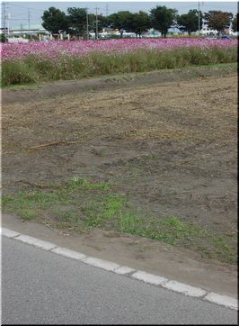 お花畑07