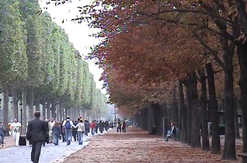 シャンゼリゼの並木道
