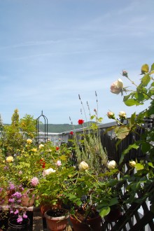 バラいっぱい♪