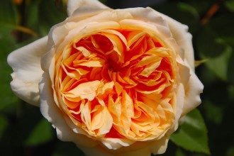 ティージング・ジョージア