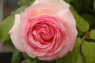 ピエール・ドゥ・ロンサール