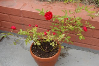 ミニバラ（レッド）