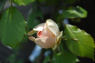 つるアイスバーグのつぼみ