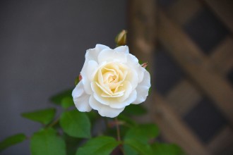 つるアイスバーグ