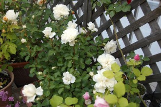 ホワイトメイディランド