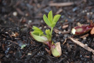 落花生　５/２８