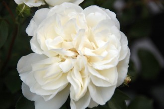 ホワイトメイディランド