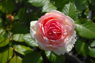 ピエール・ドゥ・ロンサール