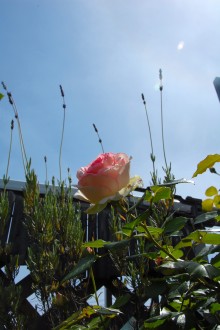 ピエールとラベンダー