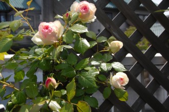 ピエール・ドゥ・ロンサール