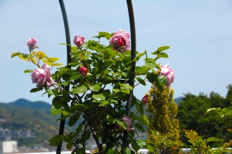 つるブルームーン