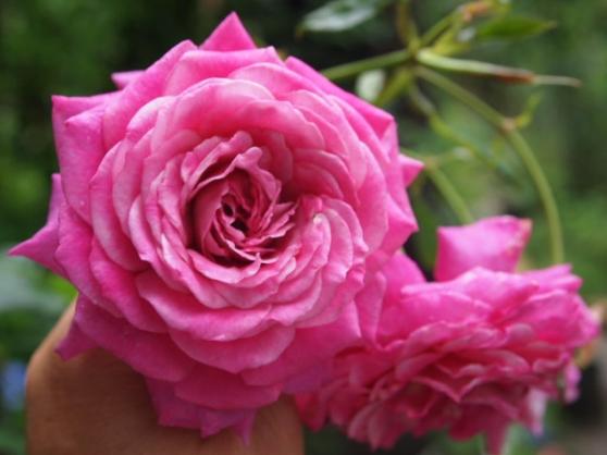 6.19ほしかげ (2).JPG