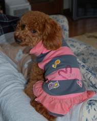 手作り　トイプードル