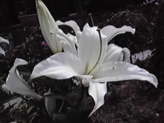 P1000268.JPG
