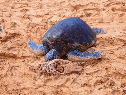 P1010601 - コピー.JPG