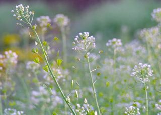 ぺんぺんと音がする