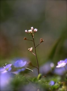 大イヌのふぐりとナズナ