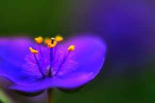 ムラサキツユクサ２