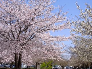 公園の桜１