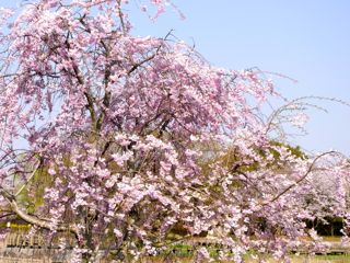 公園の桜３