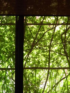 グリーンカーテン