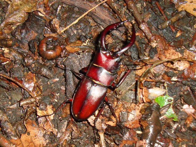 20100619ノコ初大歯５７ミリ