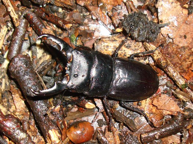 20100619ヒラタ４８ミリ