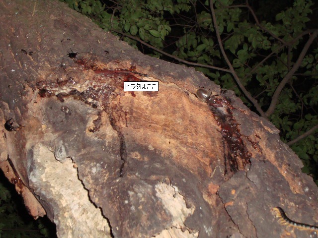 20100603カブト＆コクワ＆ヒラタ