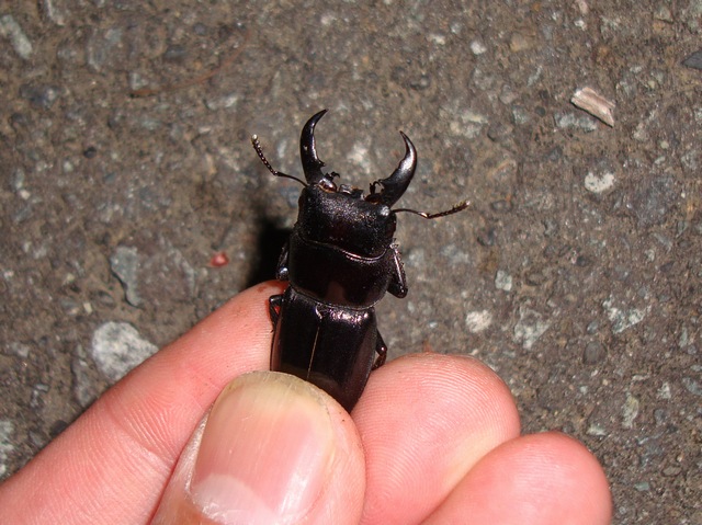 20100616チビヒラタ