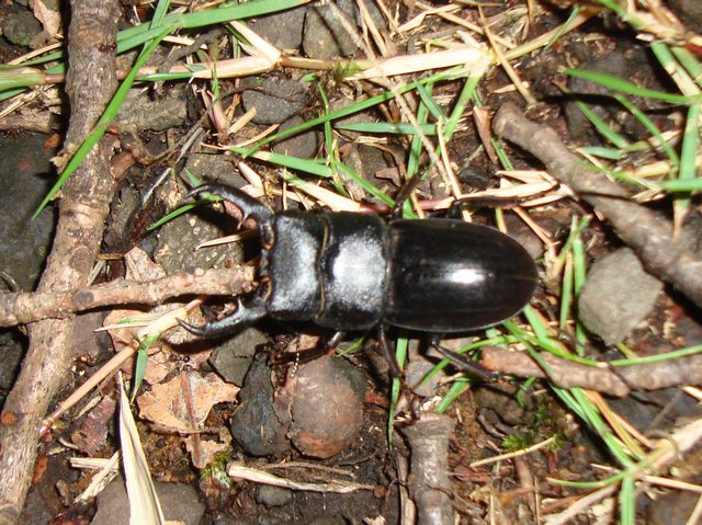 外灯下ヒラタ４０ミリ