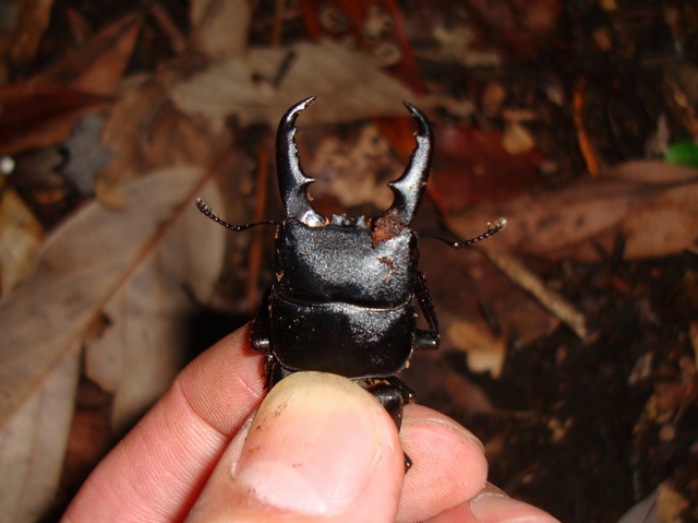 ヒラタ５０ミリ