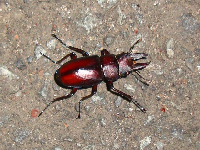 20100621チビノコ