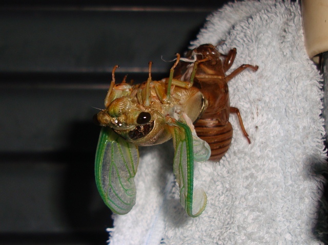 クマゼミの羽化