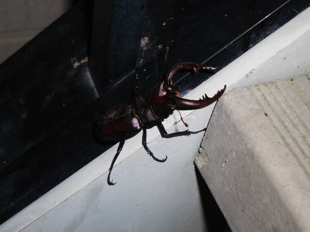 20100630飛来ノコ02