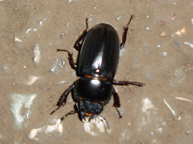 20100605ヒラタのメス