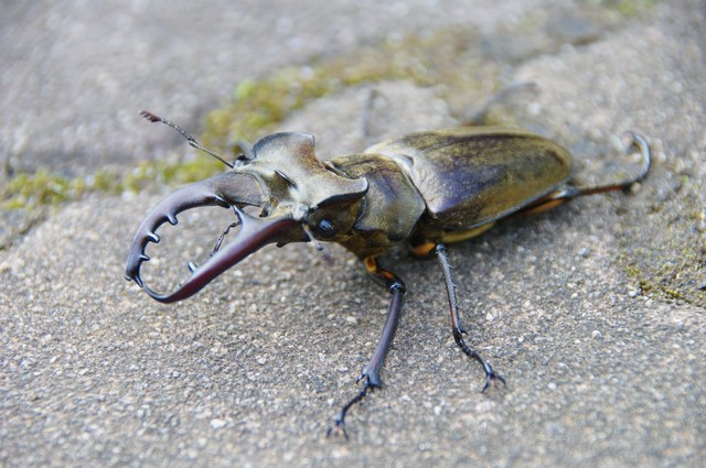 20090906ミヤマ002