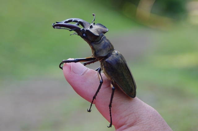 20090906ミヤマ003