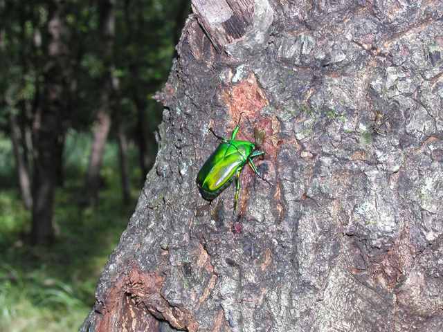 輝くアオカナブン