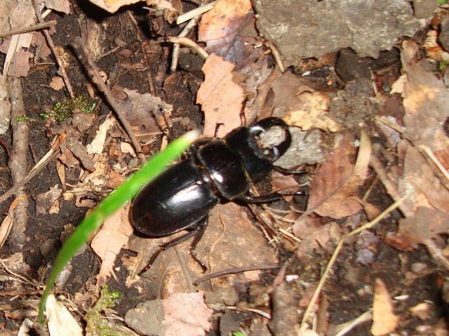 20100628チビヒラタ