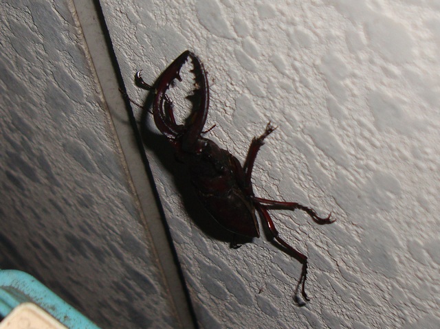 20100628飛来ノコ６０ミリ