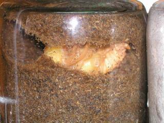 ５月６日の様子