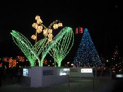北海道大通り公園のイルミネーション.jpg