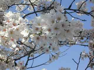 sakura